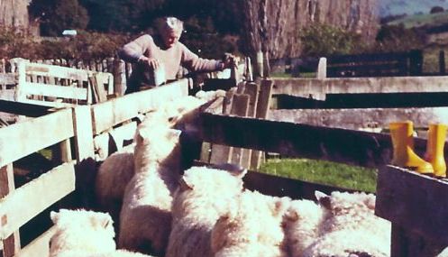 Drafting sheep